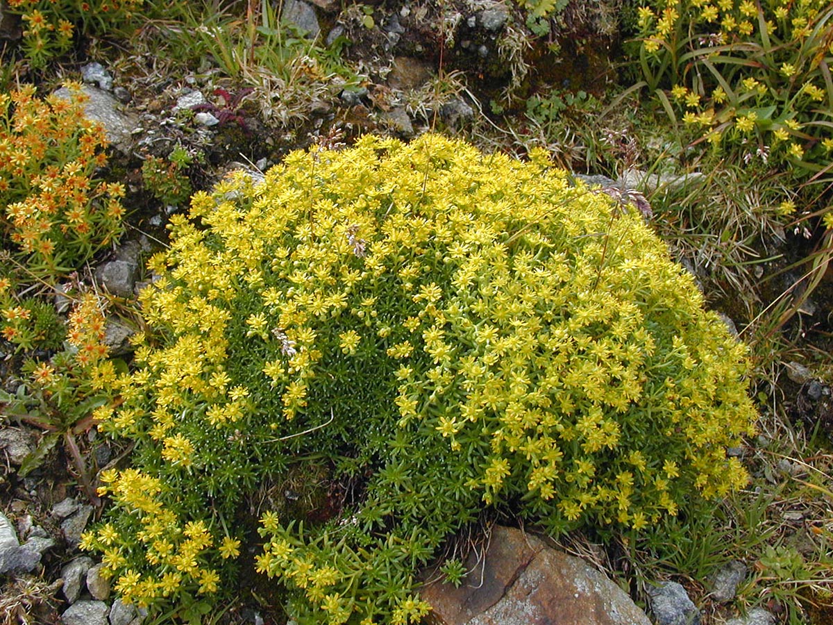 Saxifraga aizoides